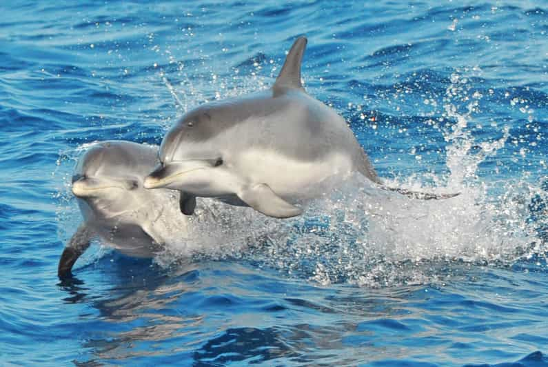 Morro Jable: Tour de avistamiento de ballenas y delfines, bebidas y baño