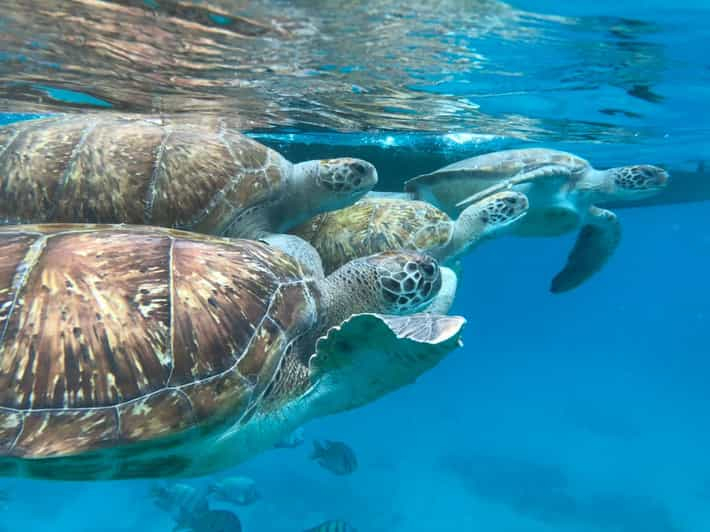 São Vicente: Aventura de snorkel con tortugas marinas