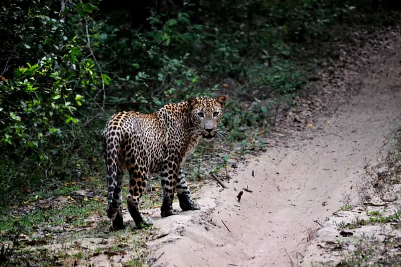 Sri Lanka: safari por el parque nacional de Yala