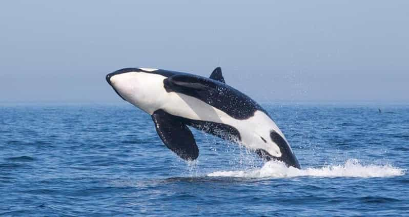 Tarifa: tour en barco de avistamiento de orcas, ballenas y delfines