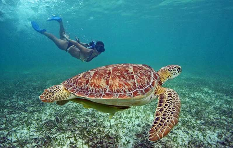Freeport: Excursión Privada y Nado con Tortugas