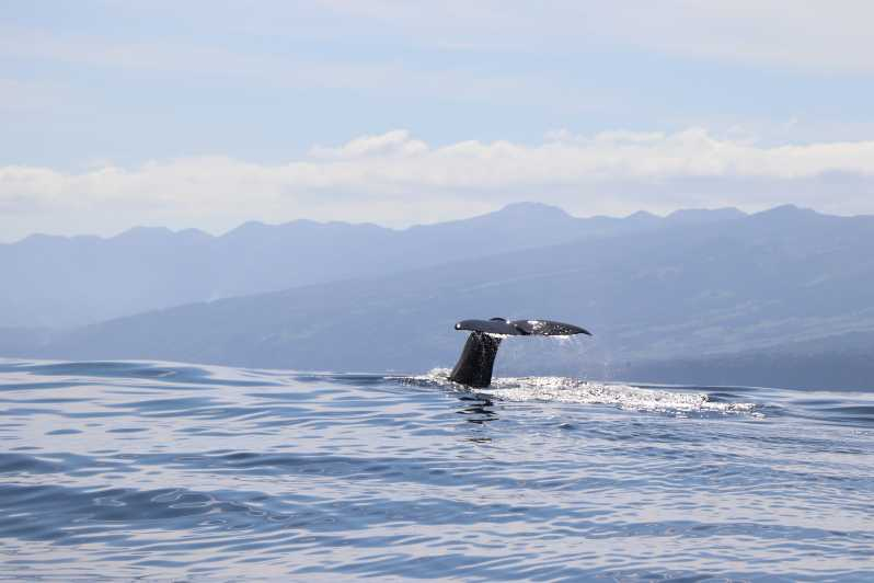 Horta: Expedición de avistamiento de ballenas y delfines