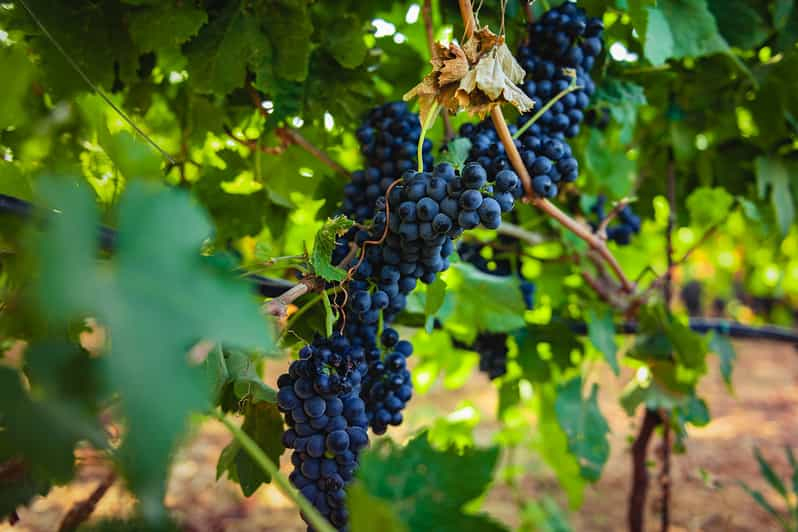 Malta: visita privada a la bodega y la granja con degustaciones y cena