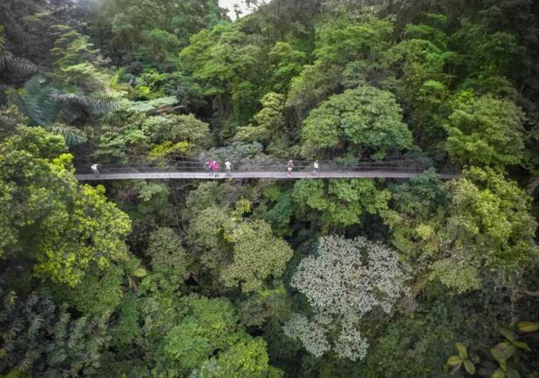 Monteverde o Santa Elena: Excursión Privada Puentes Colgantes