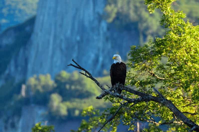 Desde Seward: Excursión de 4 horas por las Tierras Salvajes