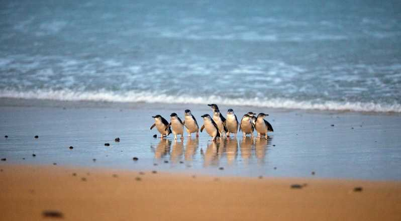 Phillip Island Penguin Parade: Pase para 4 parques