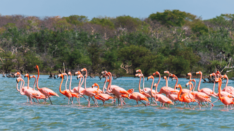 Palomino: Excursión de un día al Santuario de los Flamencos