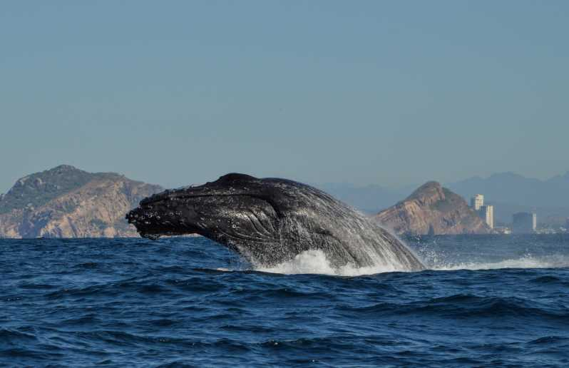 Mazatlán: Aventura de avistamiento de ballenas