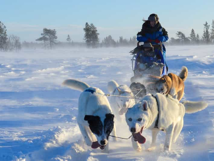 Kiruna: Excursión matinal en coche con huskies