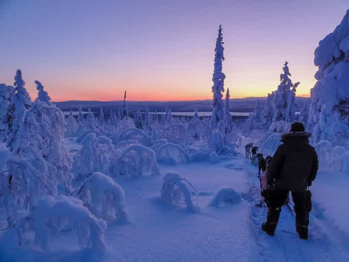 Kiruna: Excursión guiada vespertina "Conduce tu propio trineo tirado por perros