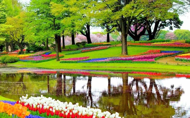 Desde Ámsterdam: Excursión Privada a Keukenhof y la Experiencia del Tulipán