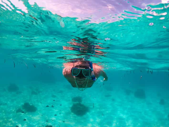 Bohol: Excursión y almuerzo de avistamiento de delfines y tortugas en la isla de Pamilacan