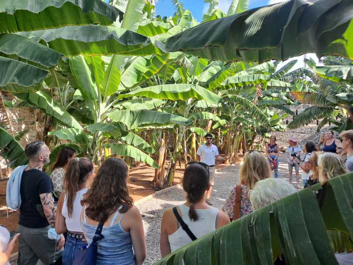 Gran Canaria: tour guiado de una plantación de plátanos y cata