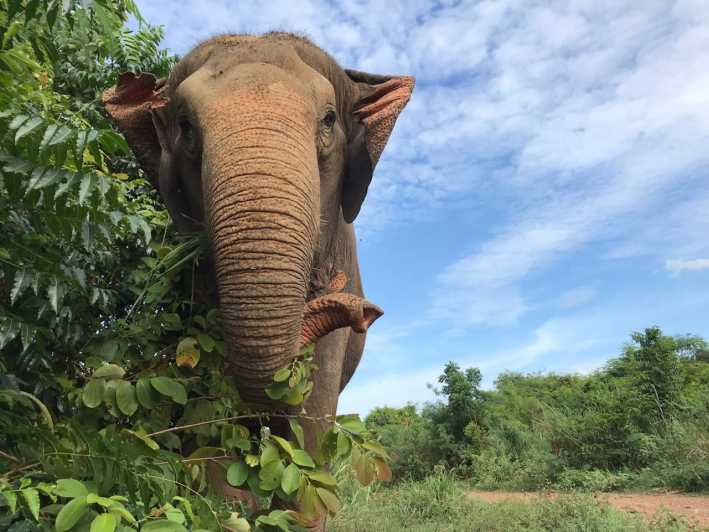 Pattaya: Visita interactiva al Santuario Ético de Elefantes