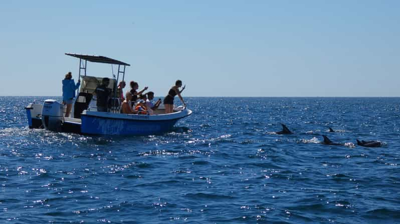Sesimbra: Excursión de avistamiento de delfines en el Parque Natural de Arrábida