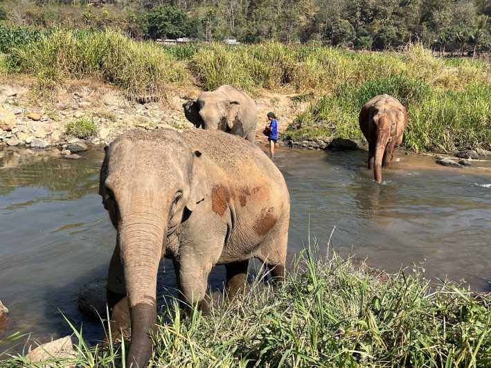 Chiang Mai: Excursión de un día al Templo Doi Suthep y al Santuario de Elefantes