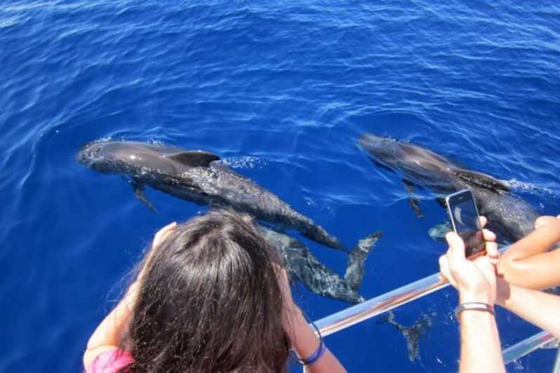 Roseau: Excursión guiada de avistamiento de delfines y ballenas con bebidas
