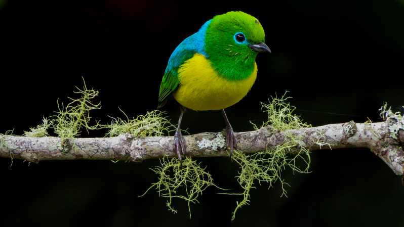 Observación de aves en Cali, Colombia: El Bosque de Niebla de San Antonio