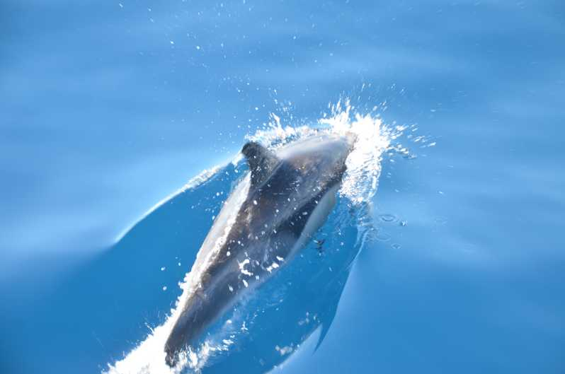 Desde Morro Jable: tour avistamiento ballenas y delfines en lancha motora