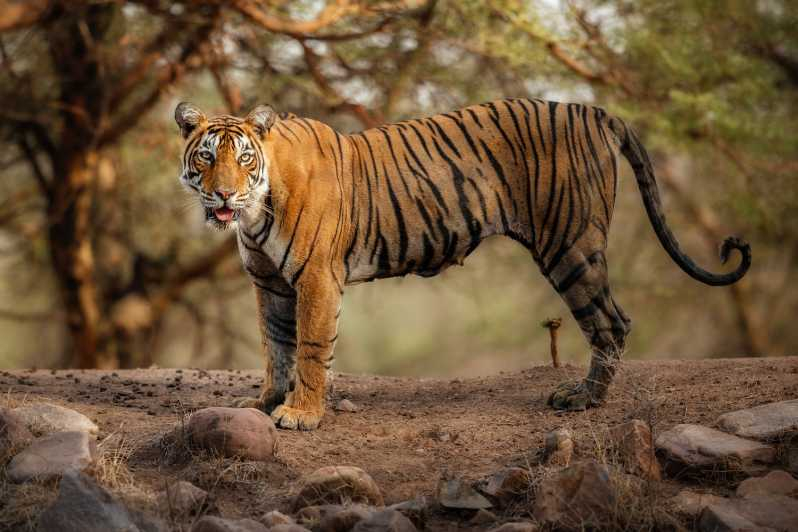 Delhi: Excursión de 3 días al Parque Nacional de Ranthambore con Safari