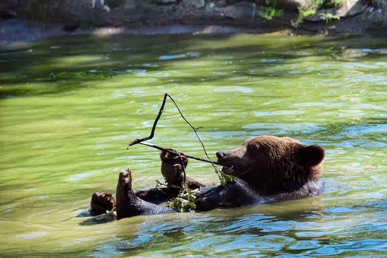 Desde Bucarest: Excursión de un día al Santuario de los Osos y al Castillo de Drácula