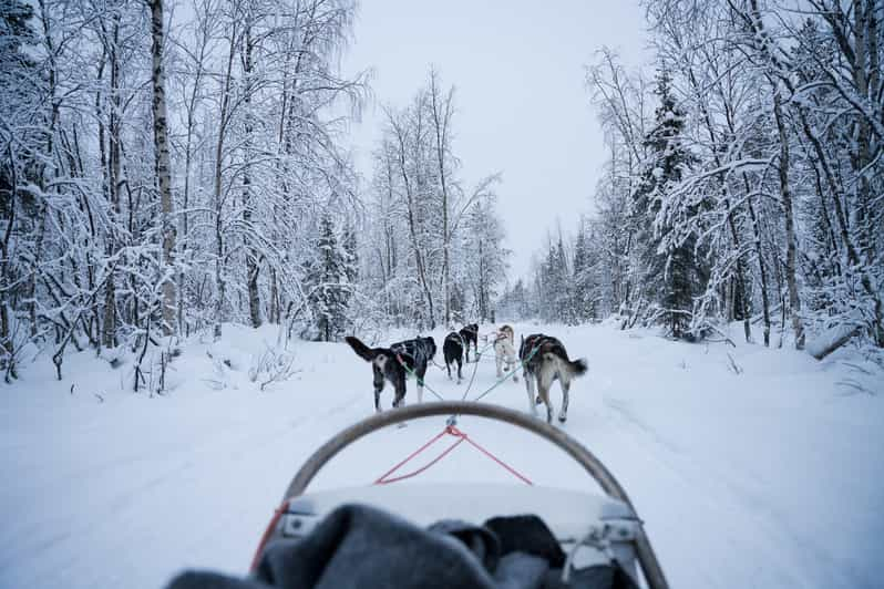 Excursiones Luces Polares Levi: Excursión guiada por el Círculo Polar Ártico con Husky