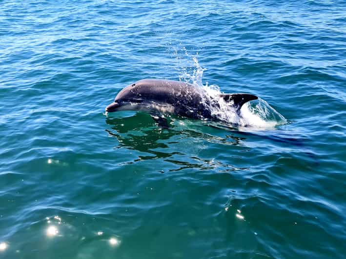 Observación de delfines