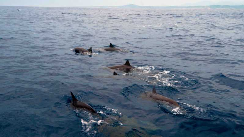 Puerto Escondido: Excursión al Amanecer y Observación de Delfines