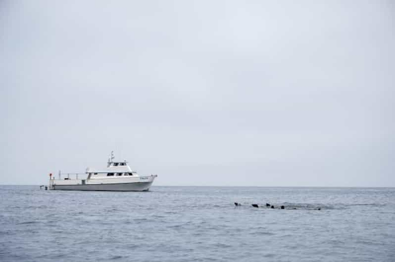 Santa Bárbara: Crucero al atardecer con encuentros con delfines