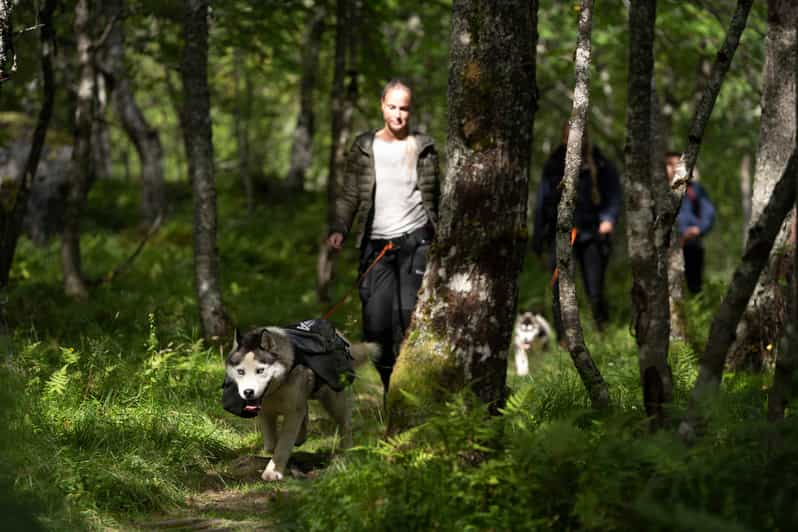 En Romsdalen Excursión guiada por Trollstigen con Husky