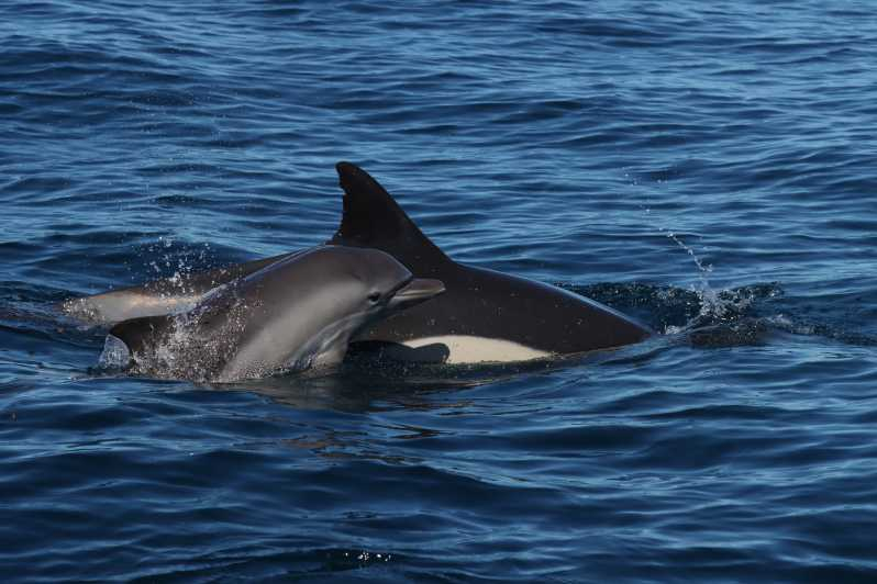 Portimão: Observación de Delfines y Cuevas de Benagil con Guía Biólogo