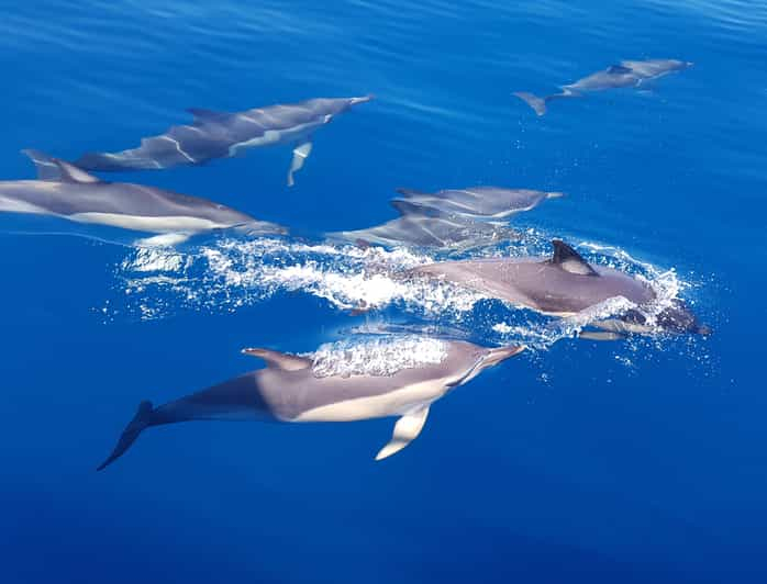 Tauranga: Crucero guiado para observar delfines y fauna salvaje