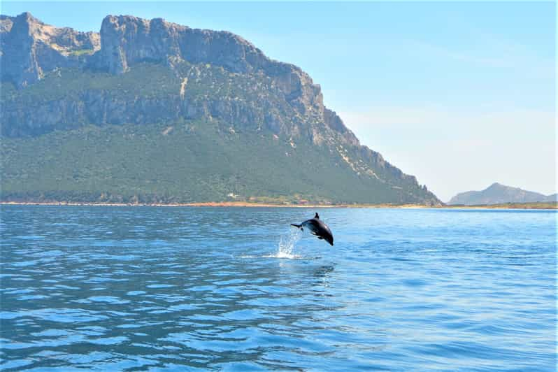 Olbia: Excursión de avistamiento de delfines con snorkel en la isla de Figarolo