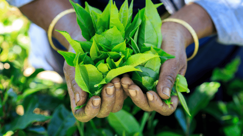 Ruta del Té de Nuwara Eliya