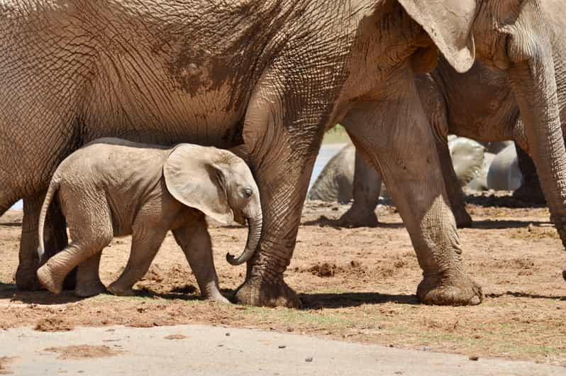 Puerto Elizabeth: Excursión a tierra al Safari al Parque de Elefantes de Addo