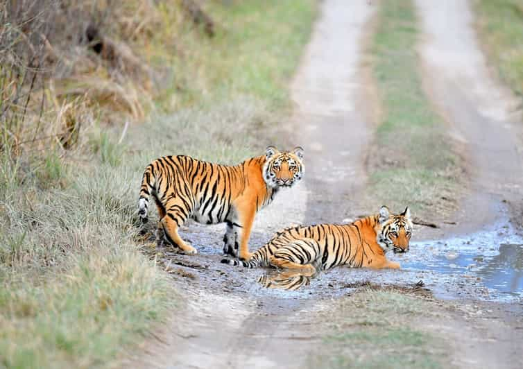 Acceso sin colas: Safari por la Jungla del Parque Nacional de Panna