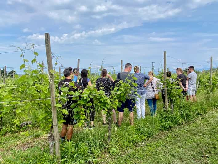 Sirmione: Visita a los viñedos con vinos de Lugana y degustaciones locales