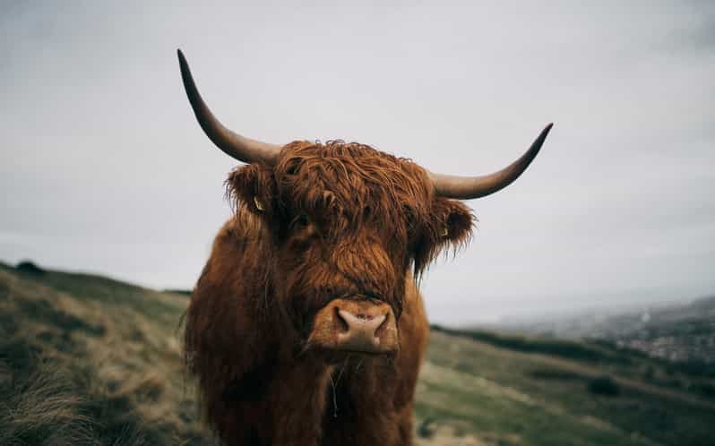 Desde Edimburgo: Excursión de un día a las Tierras Altas de Escocia