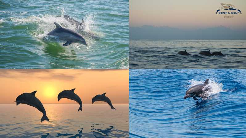 Excursión familiar privada con delfines en Poreč