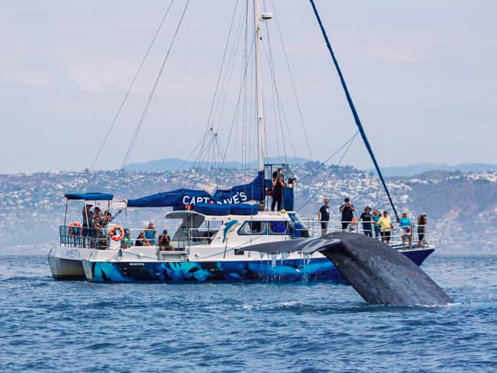 Dana Point Avistamiento de Delfines y Ballenas con visión submarina