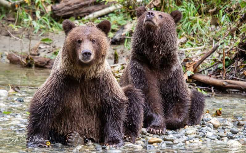 Campbell River: Excursión de un día entero en busca del oso pardo