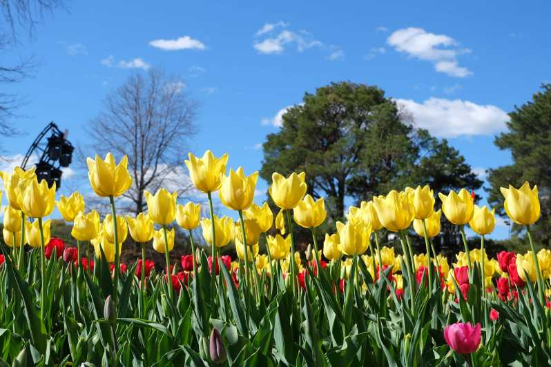 Canberra: Visita guiada al Festival Floriade con traslados