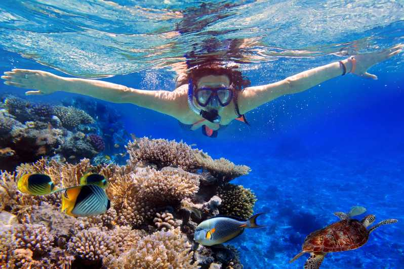 Dari Bali: Excursión de un día al Oeste con snorkel en Nusa Penida