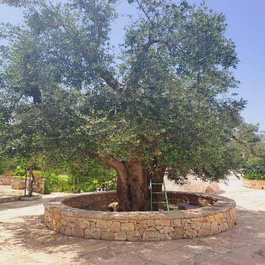 Recorrido por la Historia del Aceite de Oliva en una Masseria Tradicional de Bari