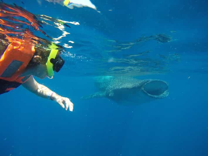 Desde Akumal: Excursión al Tiburón Ballena