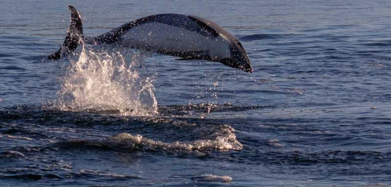 Punta Arenas: Observación de delfines y fauna salvaje