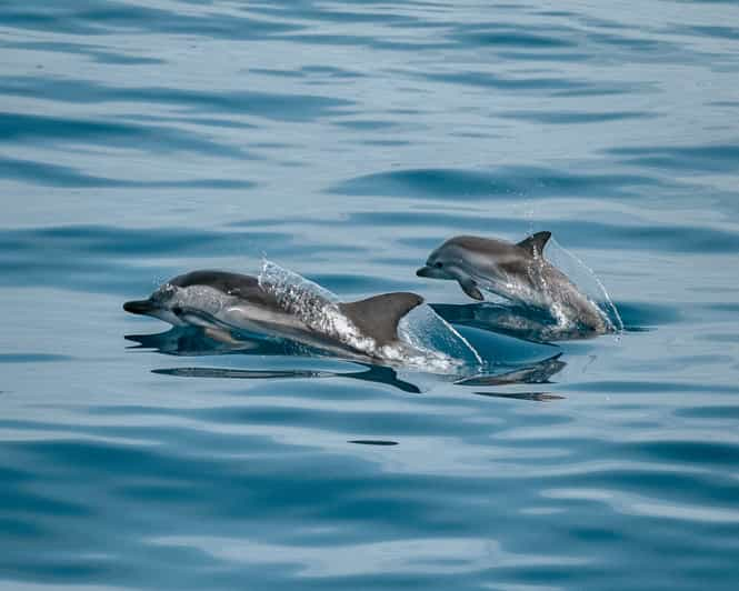 Sotogrande: Excursión en barco para avistar delfines con bebida