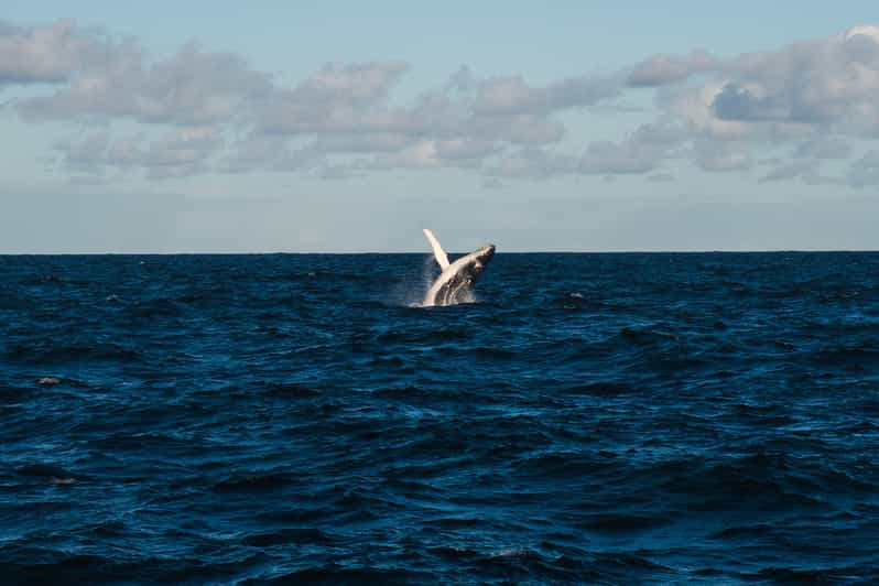 Todo incluido - Mirissa Whale Tales