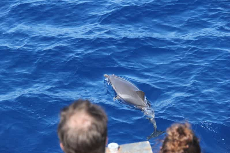 Savona: Crucero con guía por la fauna del Santuario de Pelagos