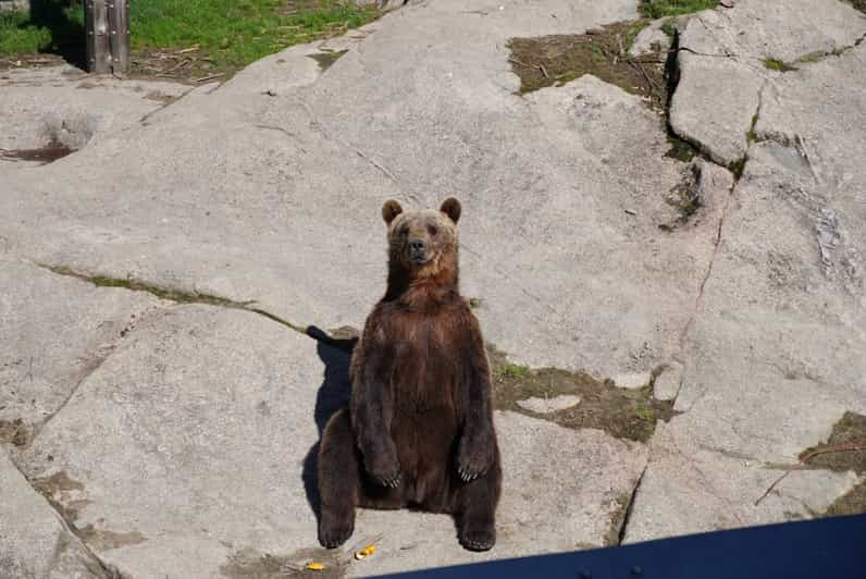 Zoo de Ähtäri: Traslado privado desde Tampere